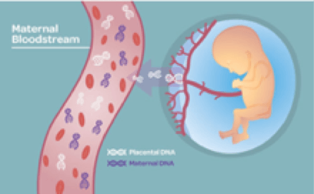 prenatal genetic screening