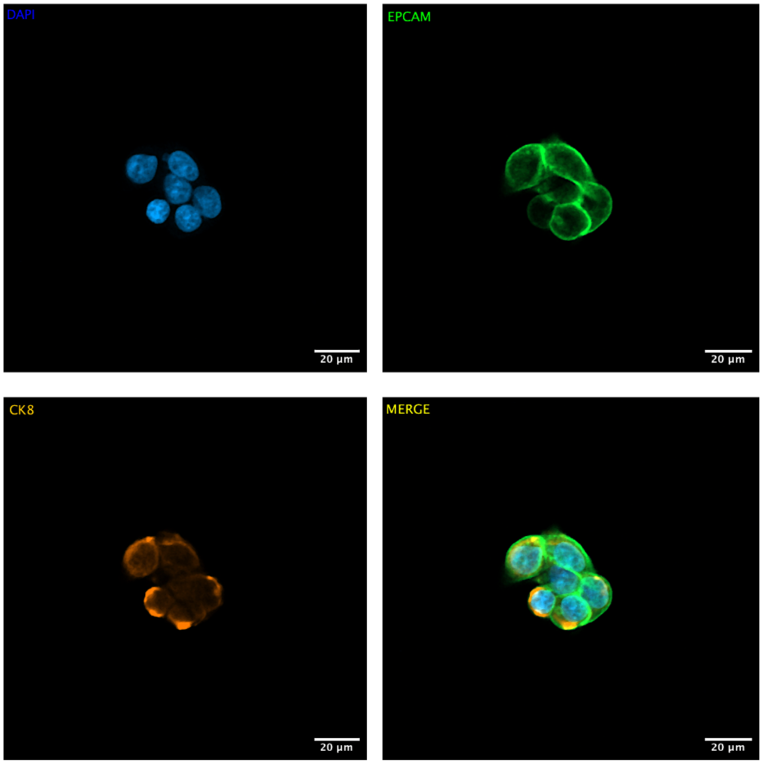 Immunofluorescent microscopy of isolated cell clusters
